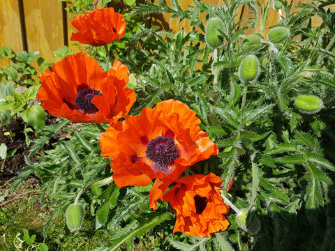 Tuerkischer, Mohn, Papaver, Orientale