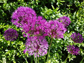 Zierlauch, Riesenlauch, Allium, Giganteum
