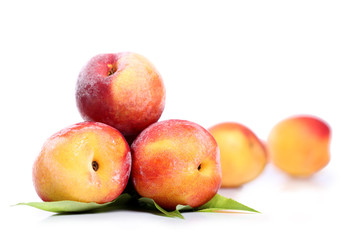 pêche sur fond blanc