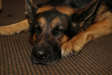 Big german shepherd dog in the room