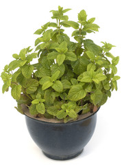 Zitronenmelisse; Melissa; officinalis, Heilpflanze; Kraeuter