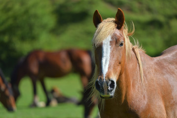 Wonderful close-up photo of light brown horse with another horse in the background
