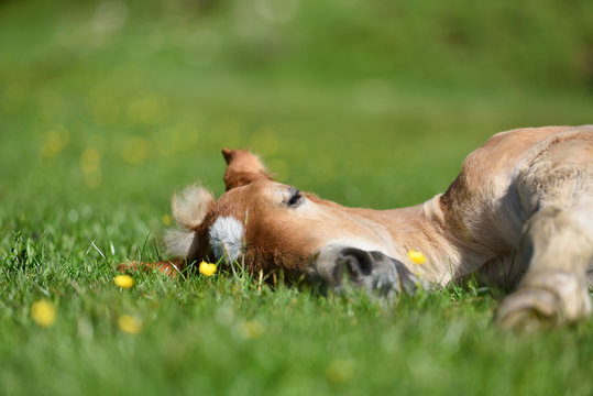 Little foal having a rest in the green grass with flowers