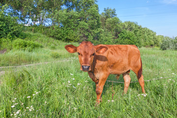 young brown bull