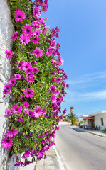 Hanging pink spanish daisies on wall near street
