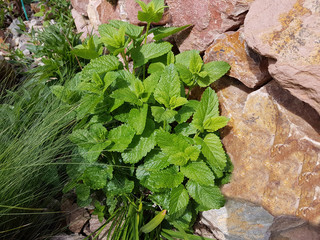 Zitronenmelisse; Melissa; officinalis, Heilpflanze; Kraeuter