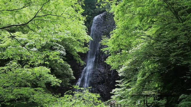 滝と新緑（愛媛県白猪の滝）／フィックス