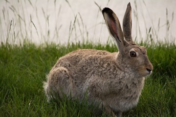 Snowshoe Hare Sitting In Green Grass