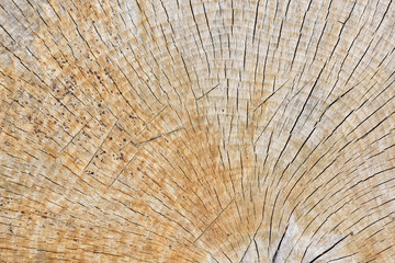 Abstract Background Texture Of Freshly Chainsaw Cut Wood