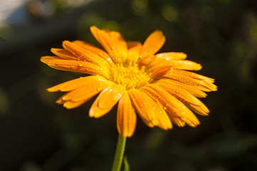 Obraz premium Wallpaper Macro dews on orange petal flower dark background