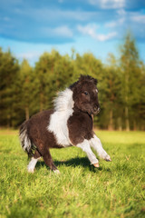 Happy painted shetland pony running on the field in summer