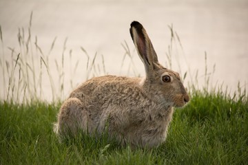 Snowshoe Hare Resting