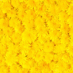 dandelions on wooden white background flat lay