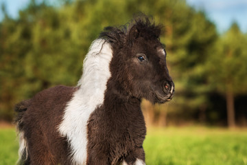 Portrait of little painted shetland pony running in summer
