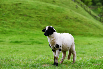 Isolated little black and white wool lamb on a green field