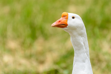 Domestic Farm Goose Portrait