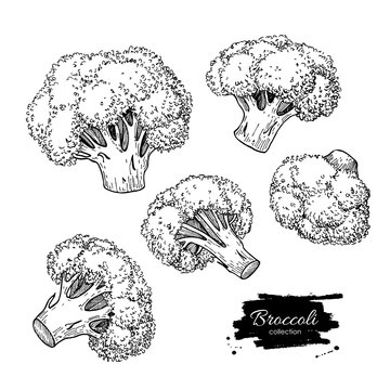 Broccoli hand drawn vector illustrations. Vegetable engraved sty