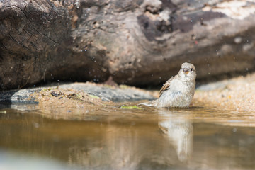 Sparrow in water