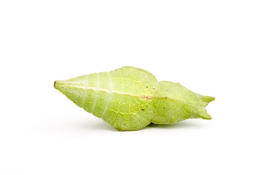  baby silkworm chrysalis