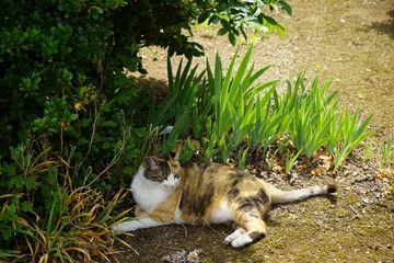 木陰でくつろぐ猫