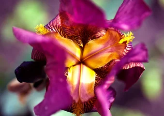 Crédence de cuisine en verre imprimé Iris Bel iris violet