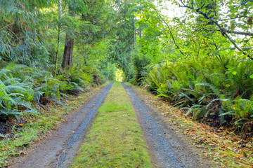 Obraz premium Small private country road inside of Northwest American forest.