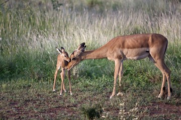 Impala ewe and young lamb