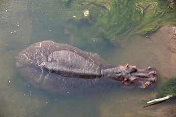 Hippo bull seen from above