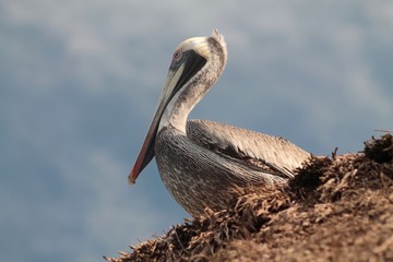 pelican close up on the top of the roof  in caribbean coast