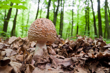 Edible Blusher fungi (Amanita rubescens)