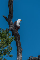 African fish eagle perched on dead tree