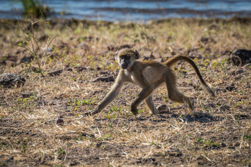 Baby chacma baboon running along river bank