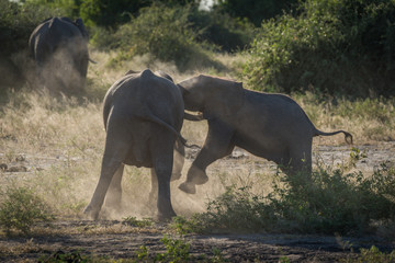 Baby elephant charges another in dust cloud