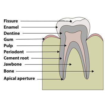 structure tooth