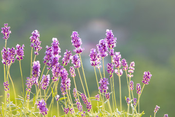 Lavandula flowers over grass.