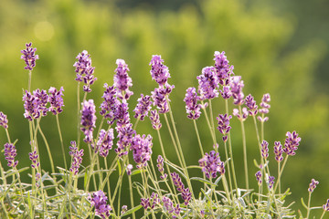 Lavandula flowers over grass.
