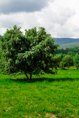 Obraz premium Árbol aislado con suelo de hierba