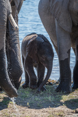 Baby elephant standing on riverbank between adults