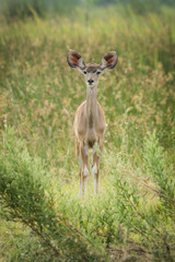 Baby greater kudu in grass facing camera