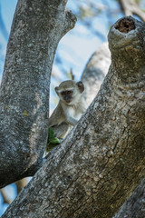 Baby vervet monkey in tree facing camera