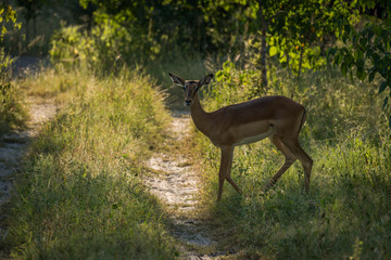 Backlit female impala crossing sunlit woodland track