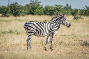 Fototapeta na wymiar Burchell's zebra with yellow-billed oxpecker on back