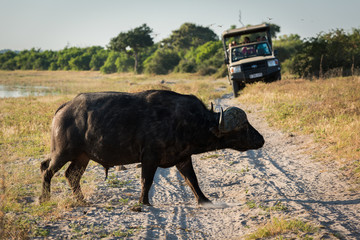 Cape buffalo crossing sandy track near jeep © Nick Dale