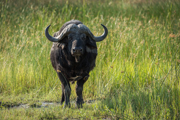 Cape buffalo facing camera in long grass