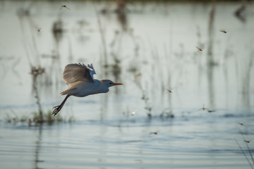 Cattle egret flying through swarm of dragonflies