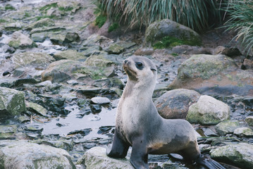 Obraz premium Baby Seal