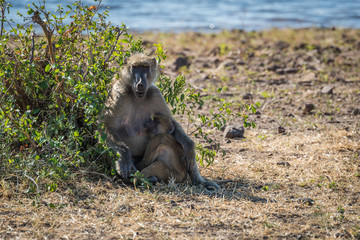 Chacma baboon mother nursing baby on riverbank