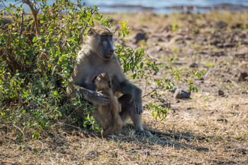 Chacma baboon mother with baby beside bush