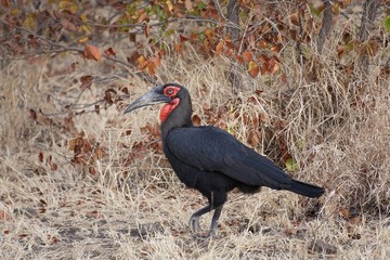 Southern Ground Hornbill in autumn Mopane veld