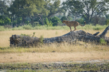 Cheetah standing on dead log in profile